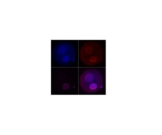 62-8461-02 Anti-TET3 ABE290