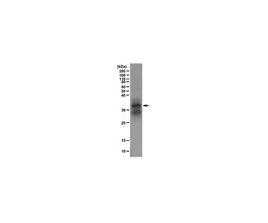 62-8461-72 Anti-Monomethyl Histone H1 (Lys26) Antibody ABE446