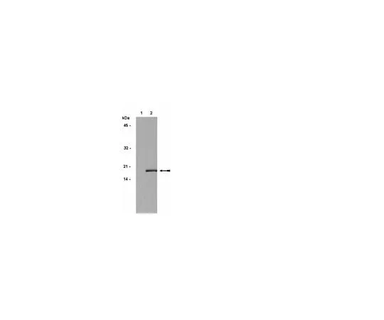 62-8381-64 Anti-phospho-Histone H3 (Ser10), Mitosis Marker; 200 μg 06-570