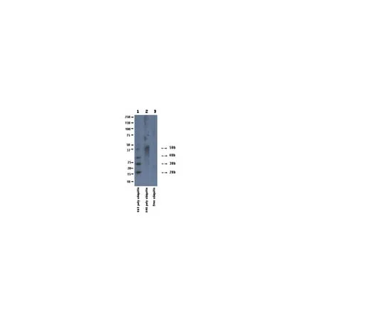 62-8374-58 Anti-Ubiquitin, Lys63-Specific, clone HWA4C4; 100 μg 05-1313