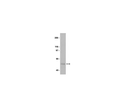 62-8392-21 Anti-Myc Tag, clone 9E10, biotin conjugate; 200 μg 16-170