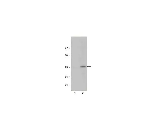 62-8381-51 Anti-phospho-CREB (Ser133); 100 μL 06-519