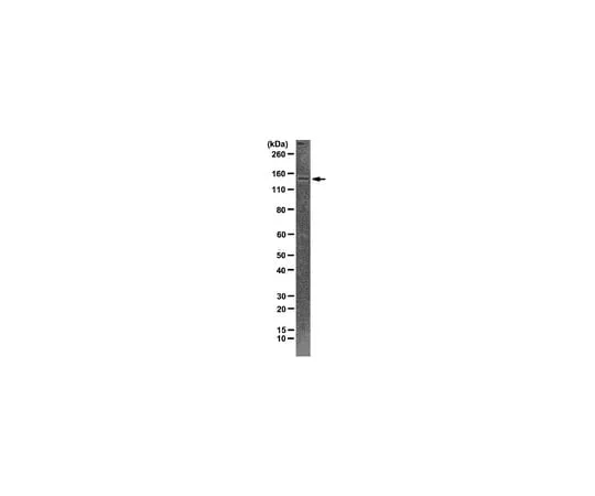 62-8369-23 Anti-CTCF, clone 1.2.1.5.4; 100 μg 04-1506
