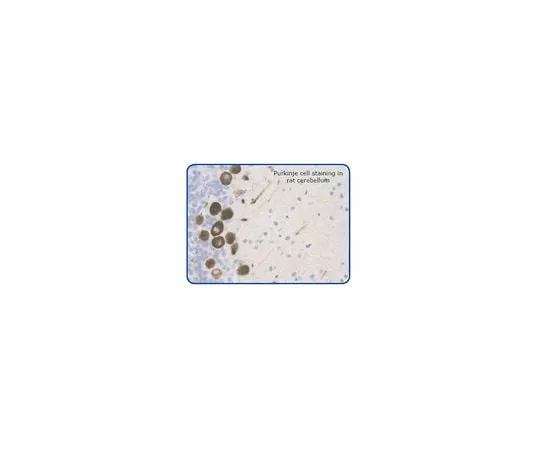 62-8453-75 Anti-GPCR G2A; 25 μg AB9858