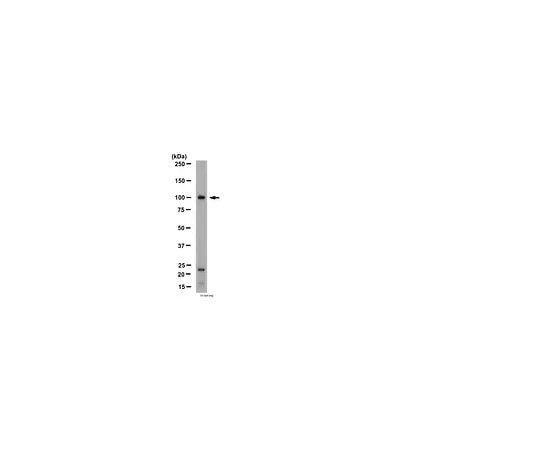62-8454-85 Anti-mGluR4; 50 μg AB15097