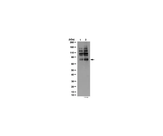 62-8387-98 Anti-phospho-Grb10 (Ser501/Ser503); 100 μg 07-1520