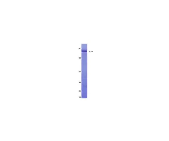 62-8390-75 MYPT1, (714-1004); 50 μg 12-421