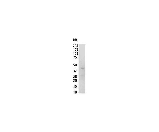 62-8391-74 Raf-1 RBD, GST; 300 μg 14-863