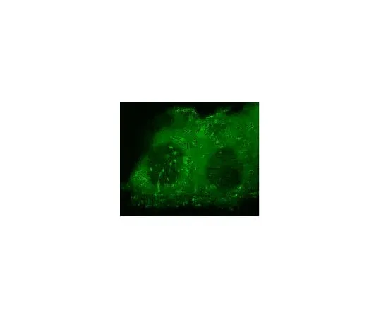 62-8394-37 LentiBrite(TM) Paxillin-GFP Lentiviral Biosensor 17-10154