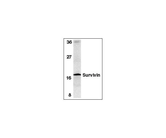 62-8448-26 Anti-Survivin; 100 μg AB3611