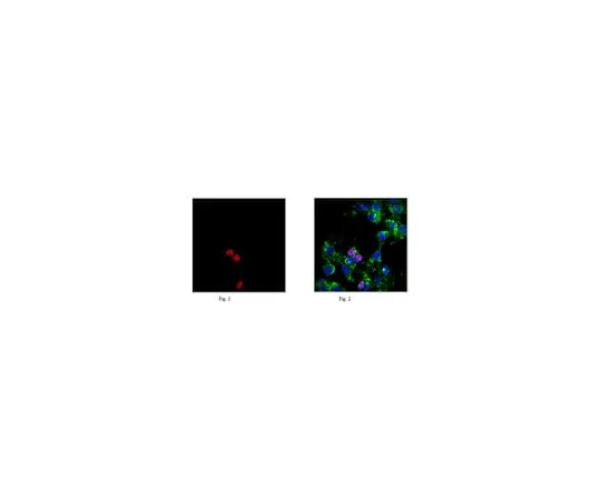 62-8372-12 Anti-phospho Histone H2A.X (Ser139),clone JBW301,Alexa Fluor(R)647 05-636-AF647
