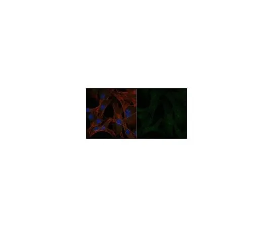 62-8444-93 Anti-Interleukin-1β Antibody, Alexa Fluor(R) 488 Conjugate AB1413-I-AF488