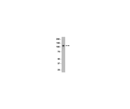 62-8373-69 Anti-P-Cadherin, clone 6A9; 100 μL 05-916
