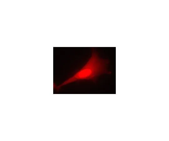 62-8394-91 LentiBrite(TM) RFP Control Lentiviral Biosensor 17-10409