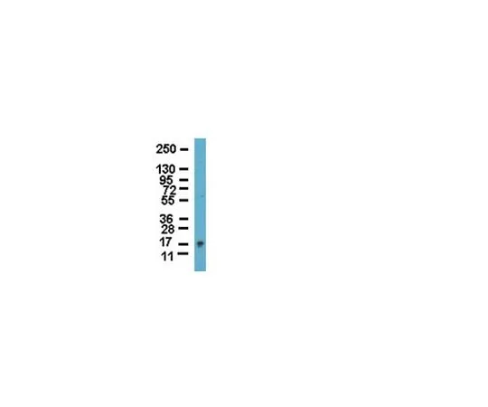 62-8454-83 Anti-Frataxin; 100 μL AB15080