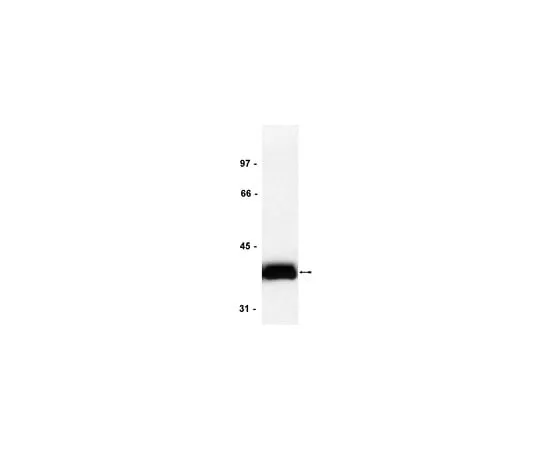 62-8371-08 Anti-CrkL, clone 5-6; 100 μg 05-414