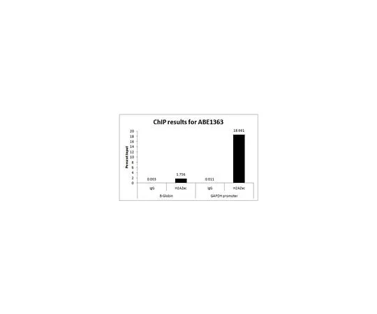62-8463-43 Anti-acetyl Histone H2A Z (Lys 5, 7, 11) ABE1363