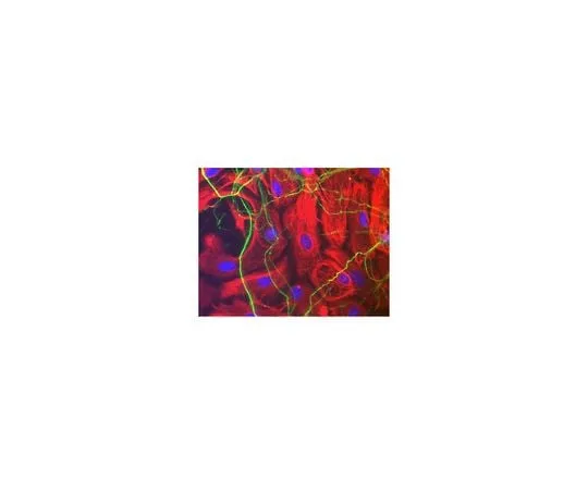 62-8392-08 Neurofilament Antibodies Investigator Antibody Mini-Pack;3 vials 15-209