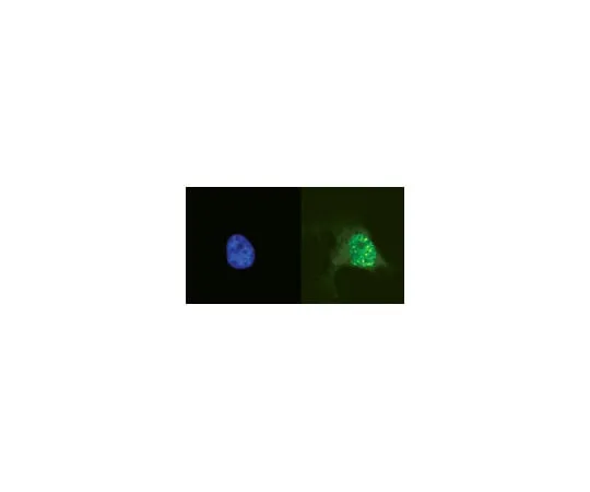 62-8372-09 Anti-phospho-Histone H2A.X (Ser139), clone JBW301; 200 μg 05-636