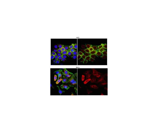 62-8374-14 Anti-STAT3, clone 18F7.1; 100 μg 05-1078