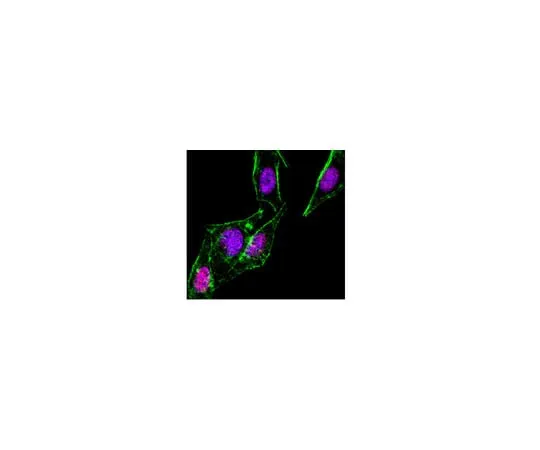 62-8374-95 Anti-SMAD1, clone AS22; 200 μg 05-1459