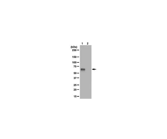 62-8388-57 Anti-phospho-Abi-1 (Ser225); 100 μg 7-29