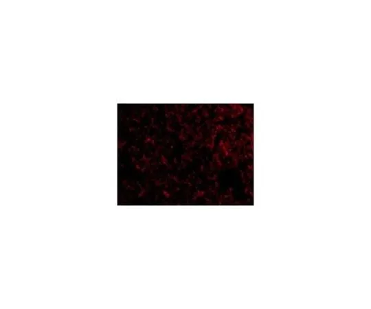 62-8458-91 Anti-IEX1 ABC844