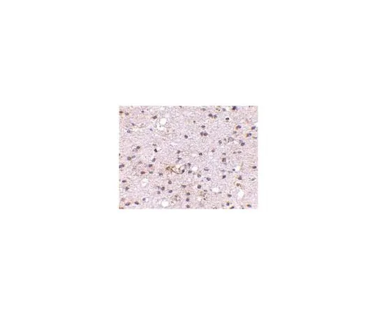 62-8458-71 Anti-AMBRA1 ABC821