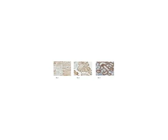 62-8444-88 Anti-Monocarboxylate Transporter 1 AB1286-I