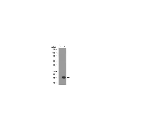 62-8374-68 Anti-phospho-Histone H3 (Ser10), clone CMA312; 100 μg 05-1336