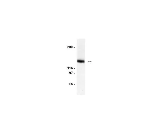 62-8381-95 Anti-LexA, DNA-binding region; 200 μg 06-719