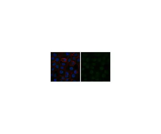 62-8371-48 Anti-TCF-4 Antibody, clone 6H5-3 Antibody, AlexaFluor(R) 488 Conjugate 05-511-AF488