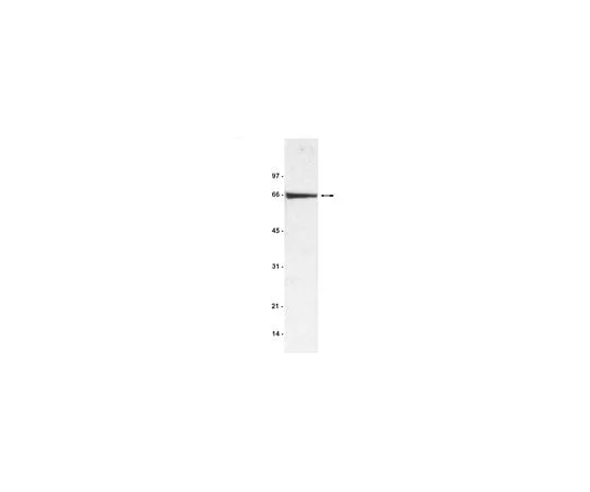 62-8384-20 Anti-BSA (Bovine Serum Albumin); 200 μg 07-248