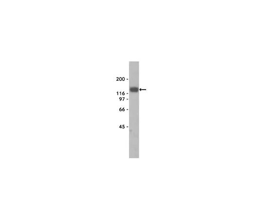62-8370-71 Anti-α-Dystroglycan, clone VIA4-1; 200 μL 05-298