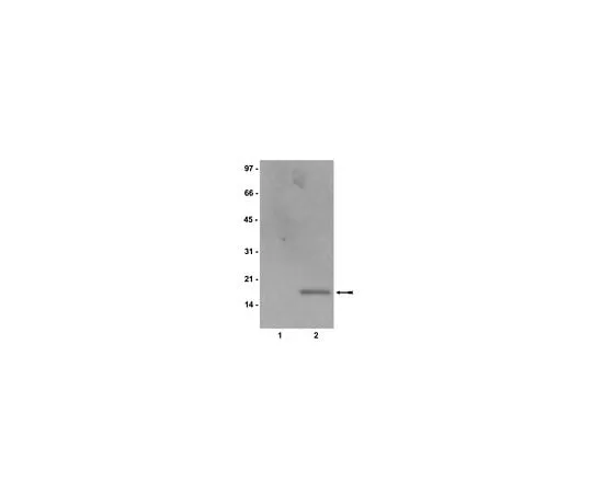 62-8384-70 Anti-acetyl-Histone H2B; 100 μg 07-373