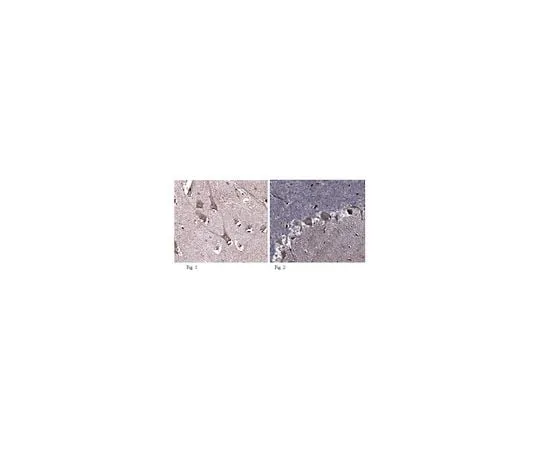 62-8466-63 Anti-Neurotrypsin ABN333
