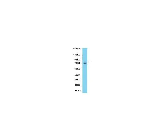 62-8446-40 Anti-ABBA; 100 μL AB2209