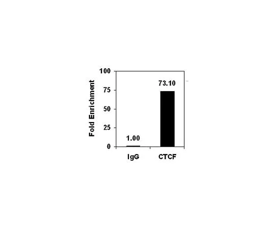 62-8393-97 ChIPAb+ CTCF; 25 assays 17-10044