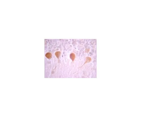 62-8387-90 Anti-G Protein Giα 1/2; 100 μg 07-1500