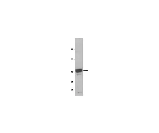62-8370-96 Anti-Na+/K+ ATPase β-1, clone C464.8; 200 μg 05-382