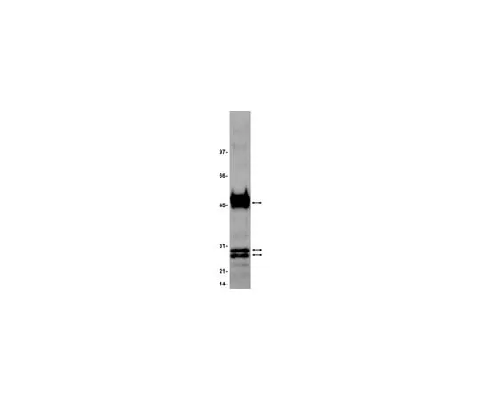 62-8371-60 Anti-His Tag, clone 4D11; 200 μg 05-531