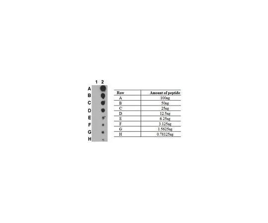 62-8388-43 Anti-phospho-NF-kB (p100) (Ser707) 07-1829
