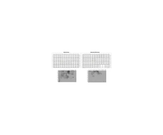 62-8374-74 Anti-Histone H3, (Unmodified Lys4), clone CMA301; 100 μg 05-1341
