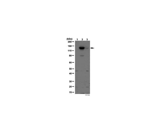 62-8389-48 Anti-phospho JAK-2 (Tyr570); 100 μg 09-241