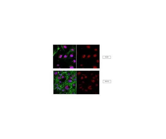 62-8461-28 Anti-RNF168; 100 μg ABE367