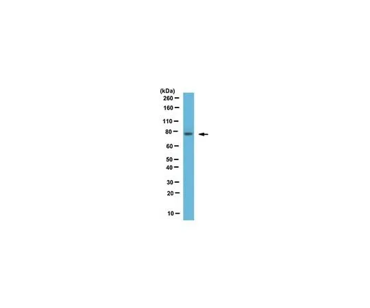 62-8466-93 Anti-Spartin ABN402