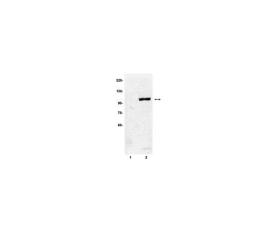 62-8382-39 Anti-phospho-STAT6 (Tyr641); 100 μL 06-937