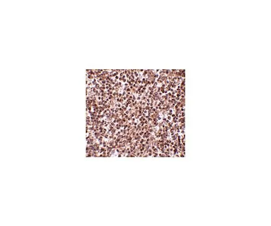 62-8462-44 Anti-TREX1 ABE605