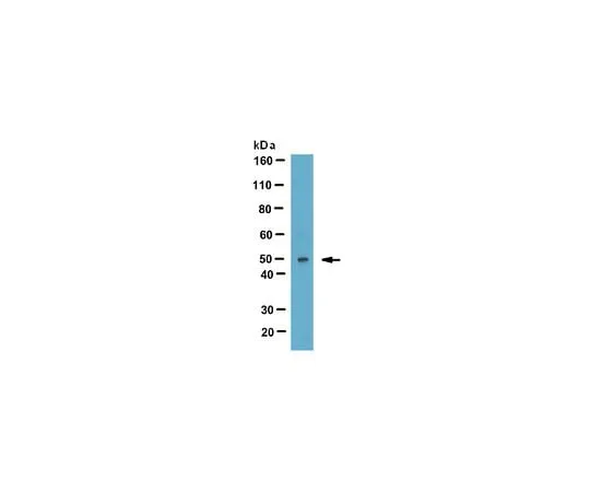 62-8448-92 Anti-LYAR (Ly1 antibody reactive clone); 100 μL AB4344