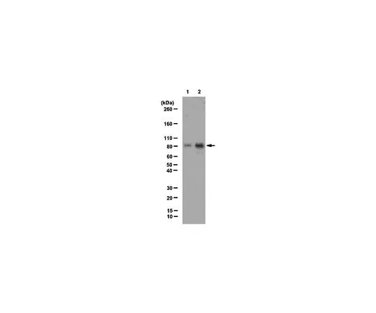 62-8390-18 Anti-acetyl Cortactin; 100 μg 09-881